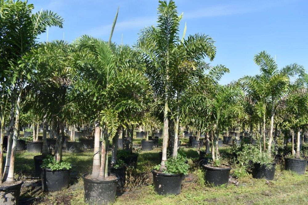 wodyetia-bifurcata-foxtail-palm