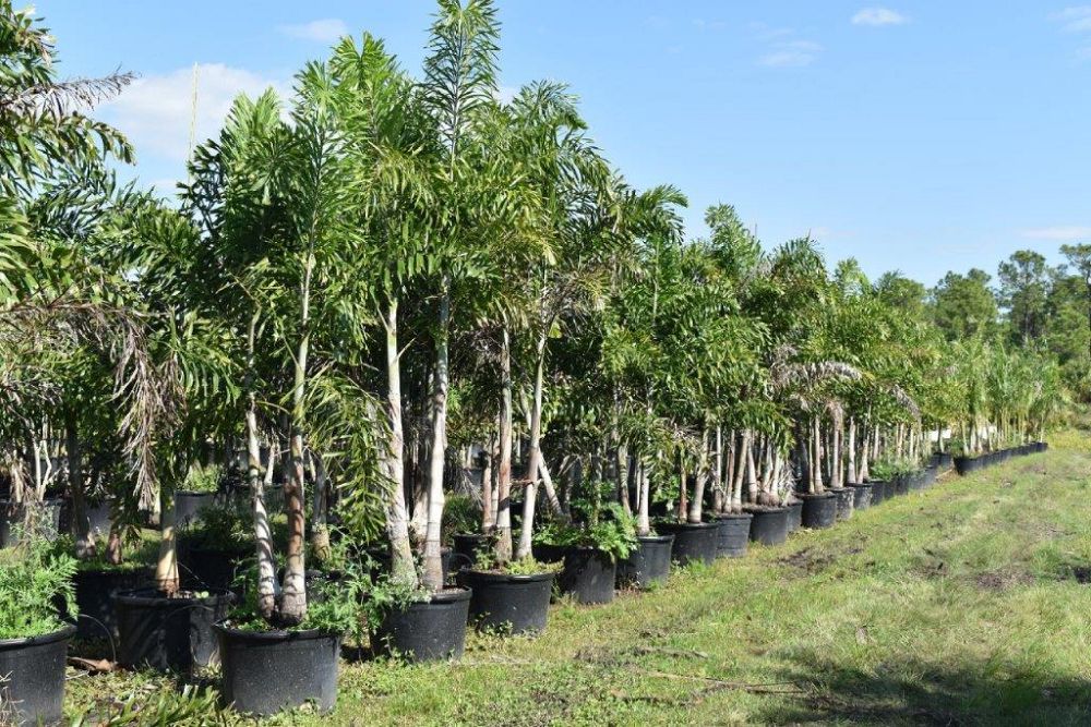 wodyetia-bifurcata-foxtail-palm