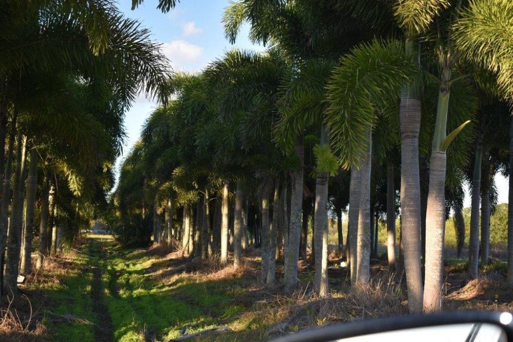 wodyetia-bifurcata-foxtail-palm