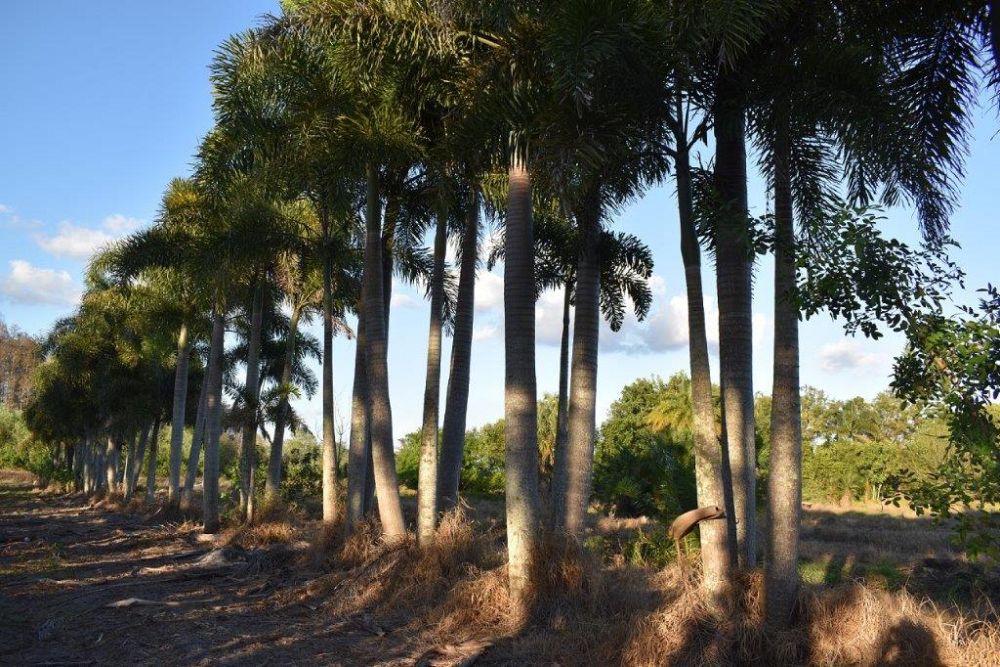 wodyetia-bifurcata-foxtail-palm