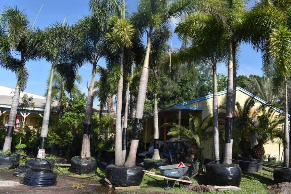 wodyetia-bifurcata-foxtail-palm