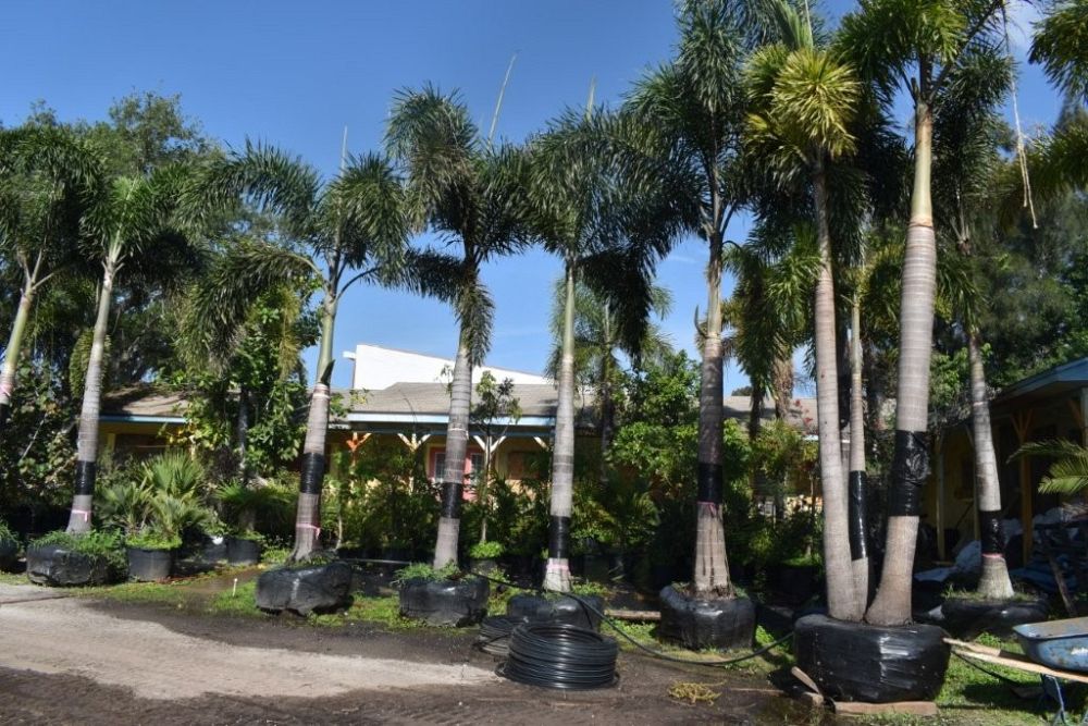 wodyetia-bifurcata-foxtail-palm