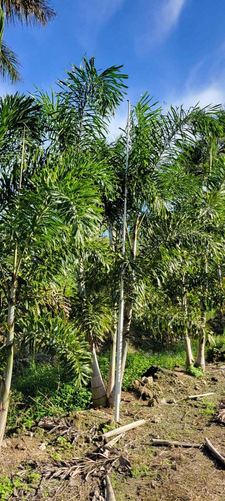 wodyetia-bifurcata-foxtail-palm