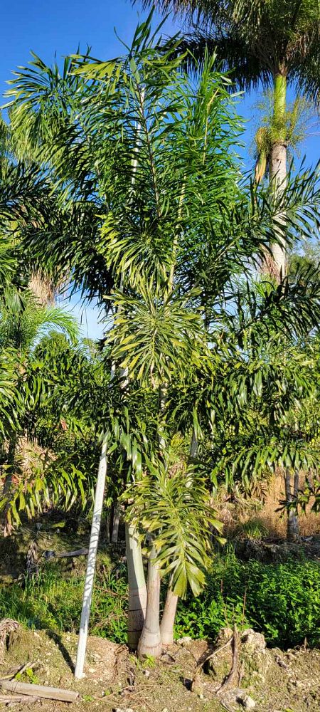 wodyetia-bifurcata-foxtail-palm