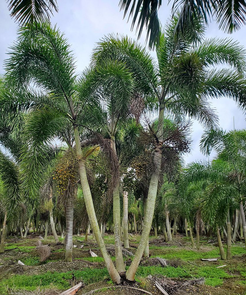 wodyetia-bifurcata-foxtail-palm