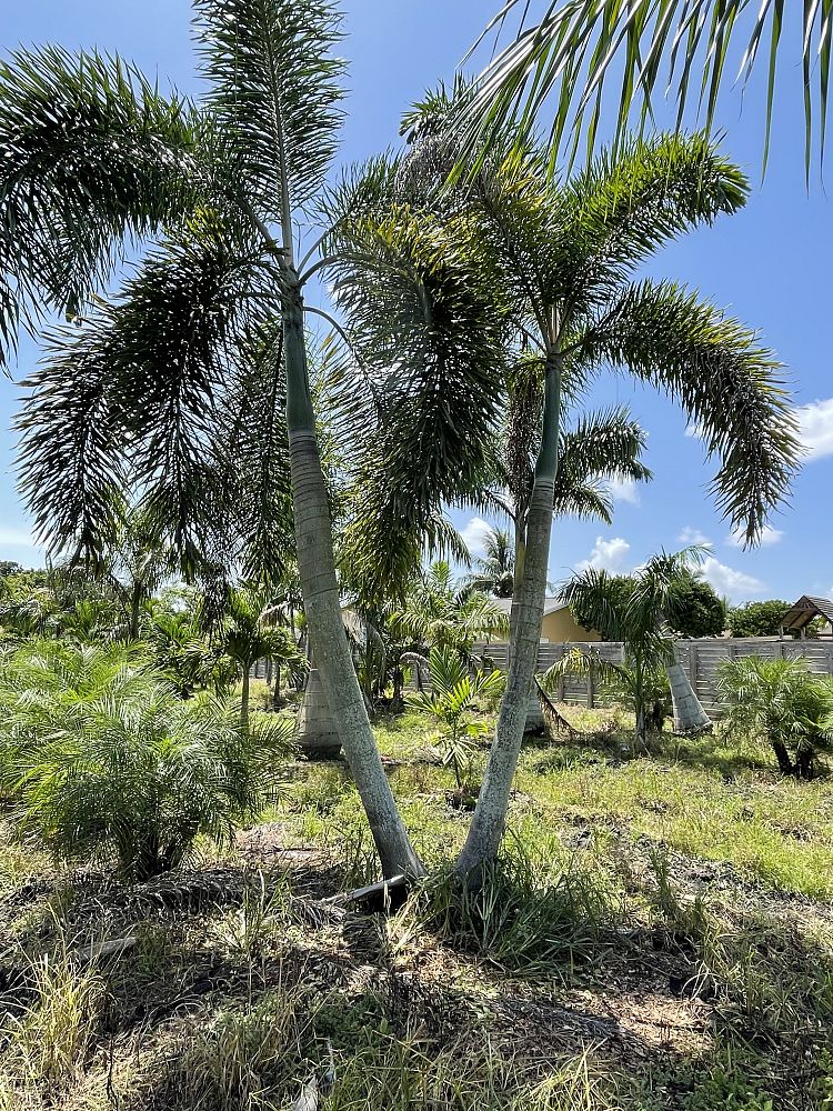 wodyetia-bifurcata-foxtail-palm