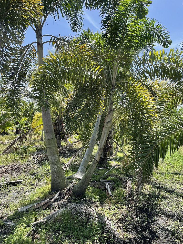 wodyetia-bifurcata-foxtail-palm