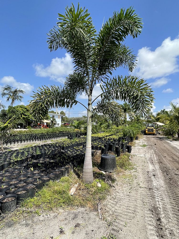 wodyetia-bifurcata-foxtail-palm