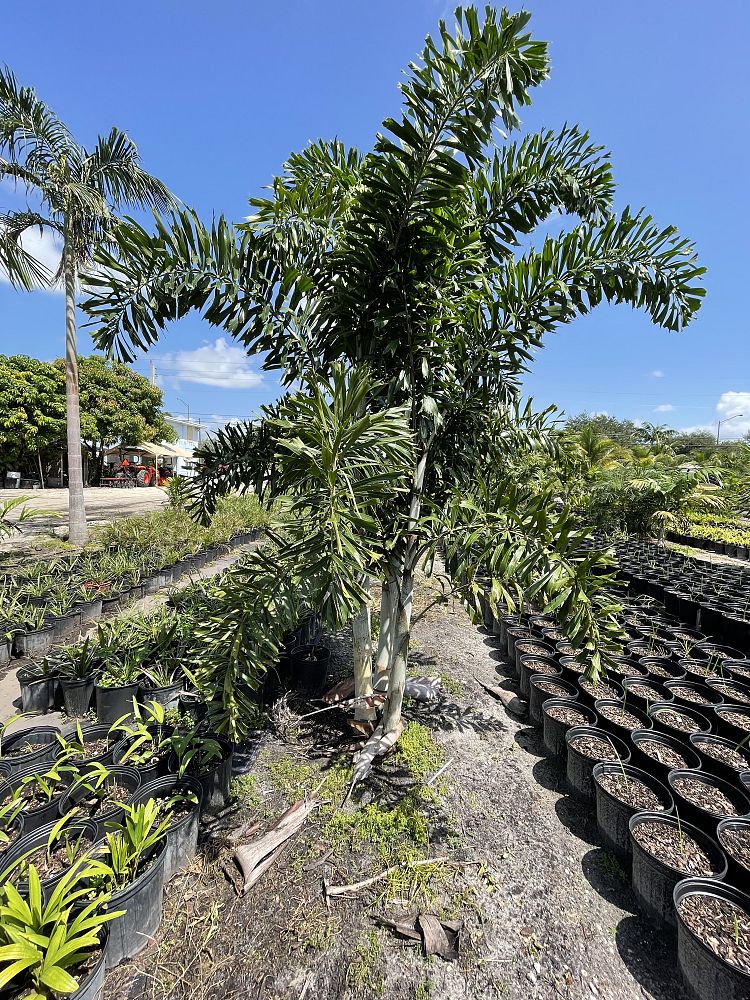 wodyetia-bifurcata-foxtail-palm