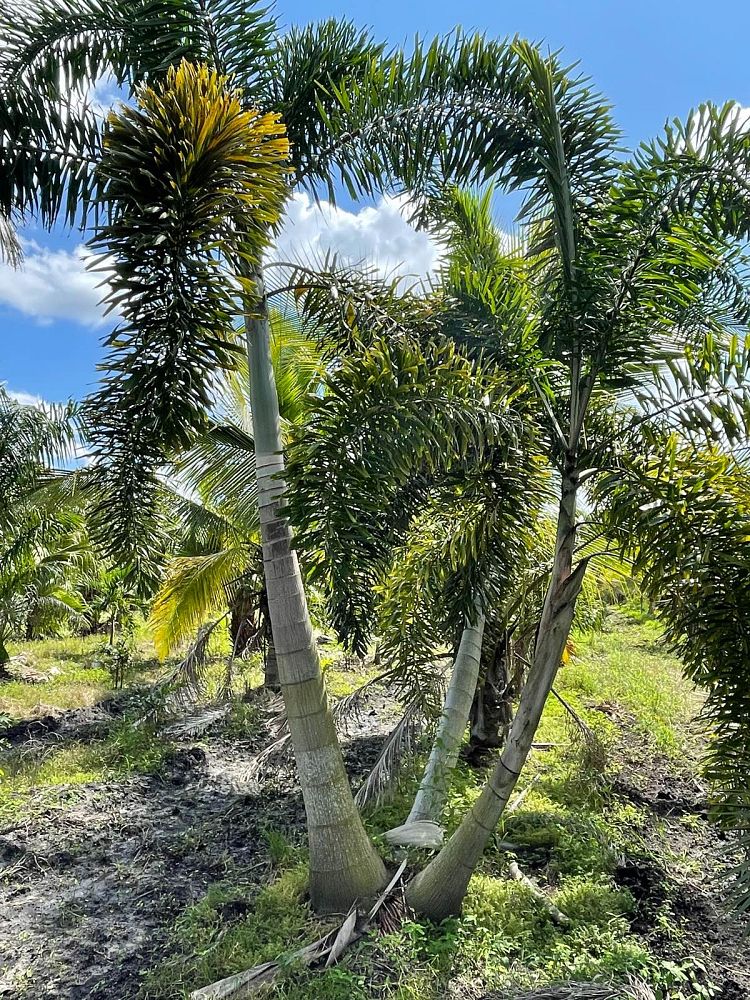 wodyetia-bifurcata-foxtail-palm