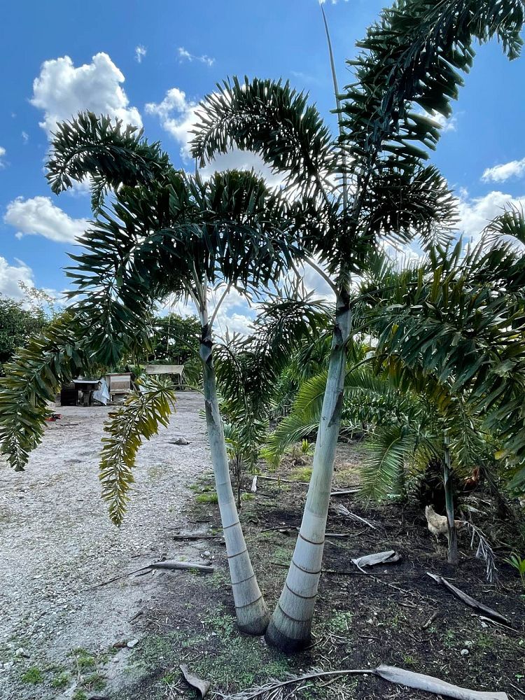 wodyetia-bifurcata-foxtail-palm