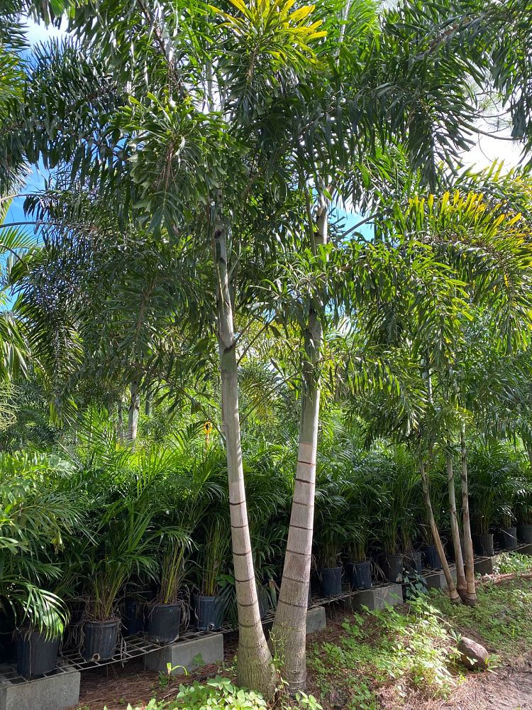wodyetia-bifurcata-foxtail-palm