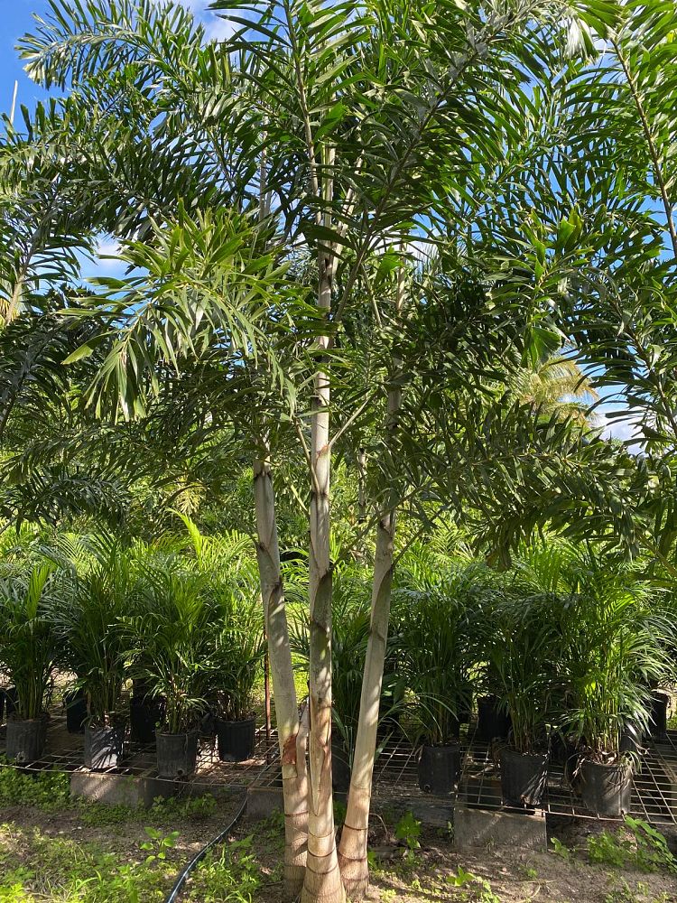 wodyetia-bifurcata-foxtail-palm