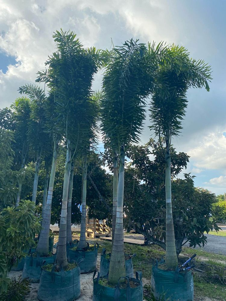 wodyetia-bifurcata-foxtail-palm
