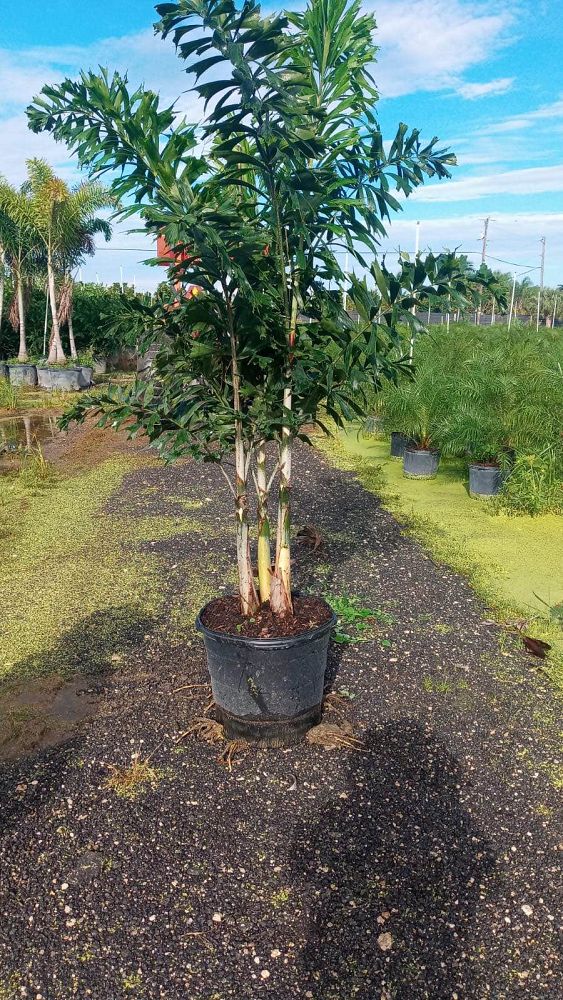 wodyetia-bifurcata-foxtail-palm