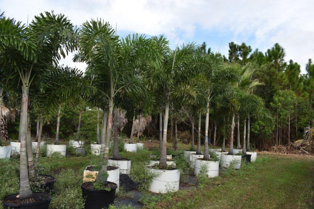 wodyetia-bifurcata-foxtail-palm