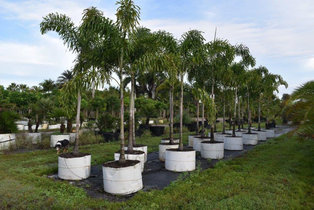 wodyetia-bifurcata-foxtail-palm