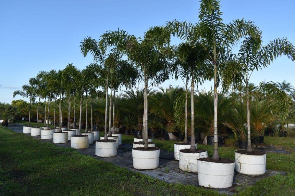 wodyetia-bifurcata-foxtail-palm