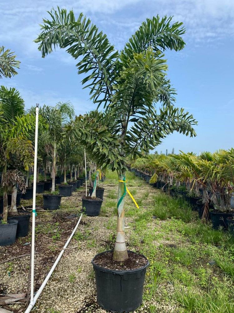 wodyetia-bifurcata-foxtail-palm