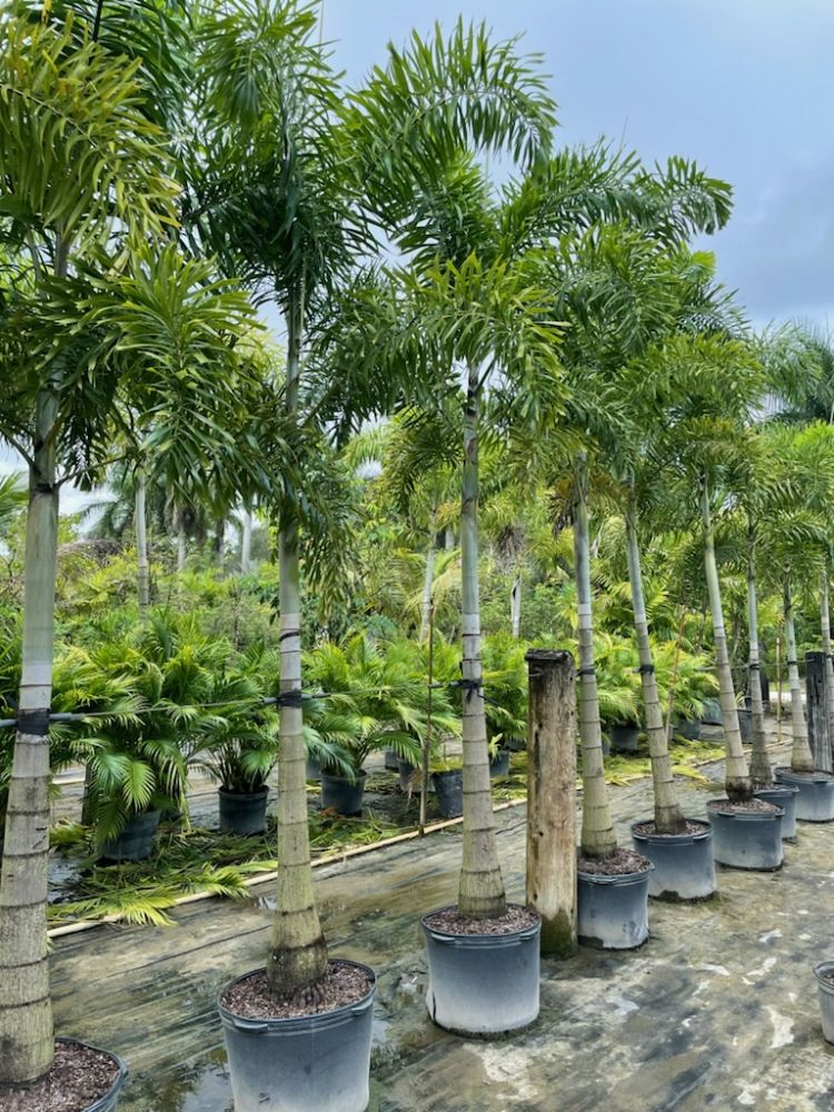 wodyetia-bifurcata-foxtail-palm