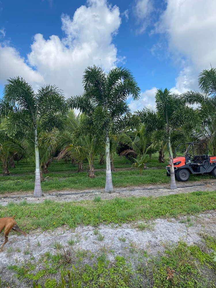wodyetia-bifurcata-foxtail-palm