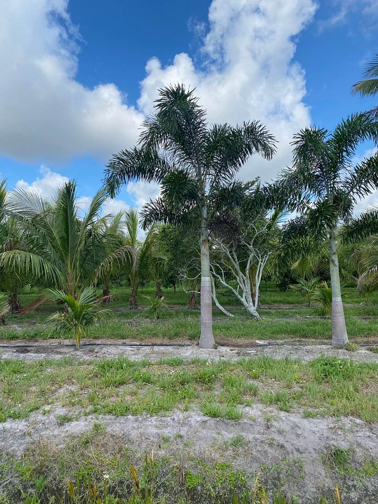 wodyetia-bifurcata-foxtail-palm
