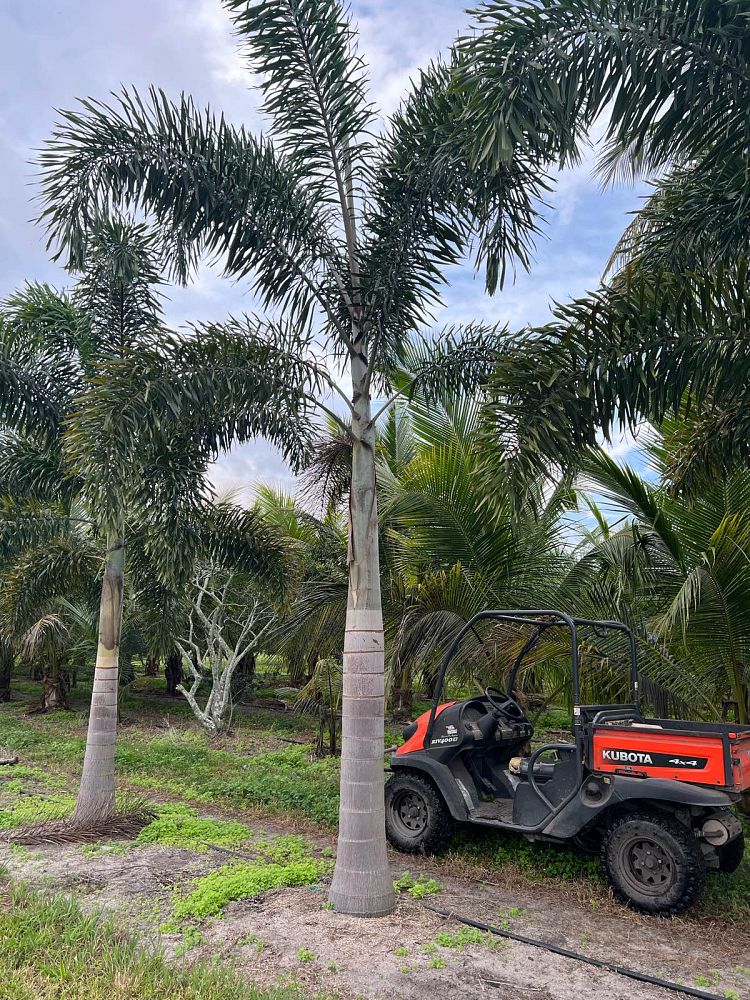 wodyetia-bifurcata-foxtail-palm