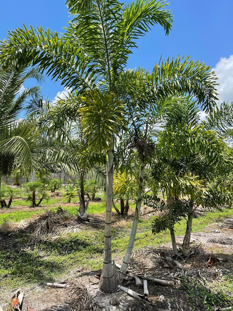 wodyetia-bifurcata-foxtail-palm