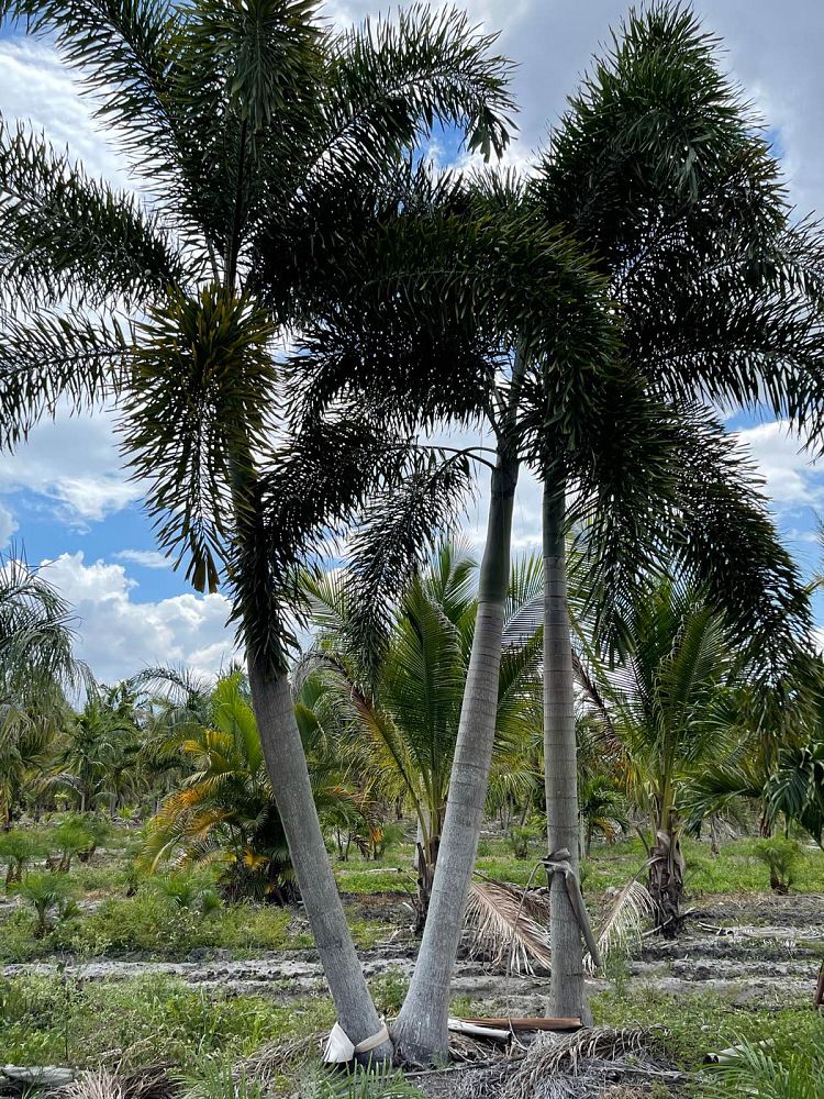 wodyetia-bifurcata-foxtail-palm