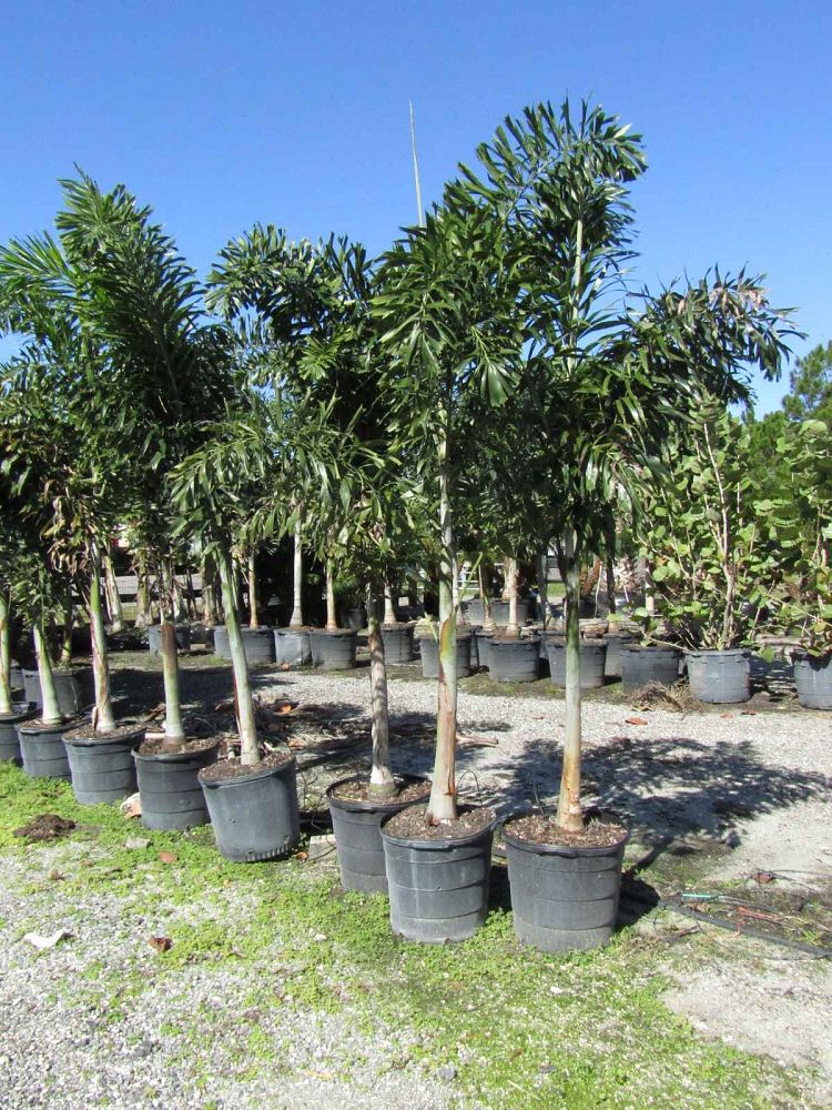 wodyetia-bifurcata-foxtail-palm