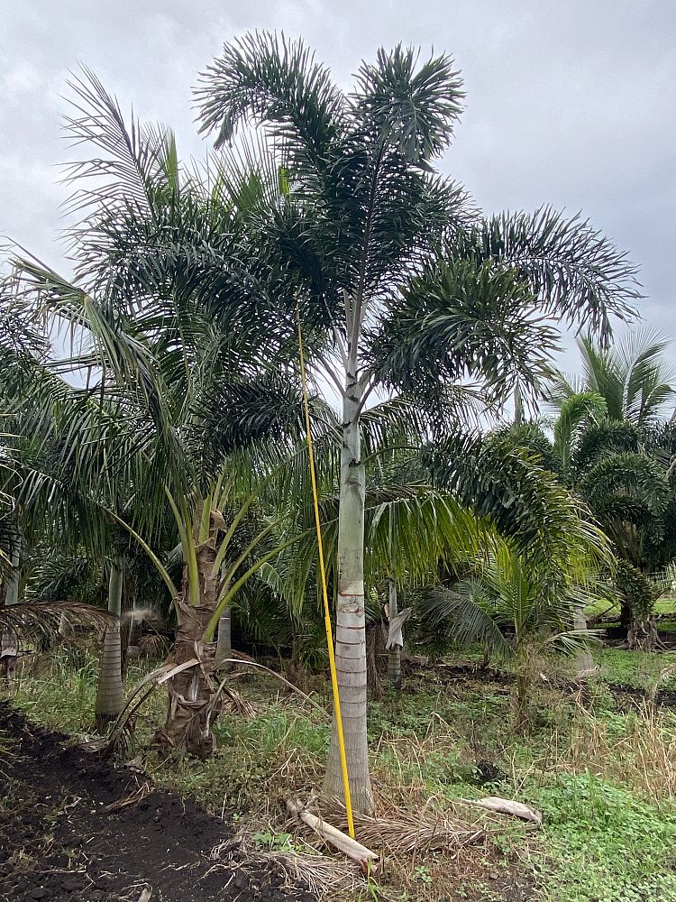 wodyetia-bifurcata-foxtail-palm