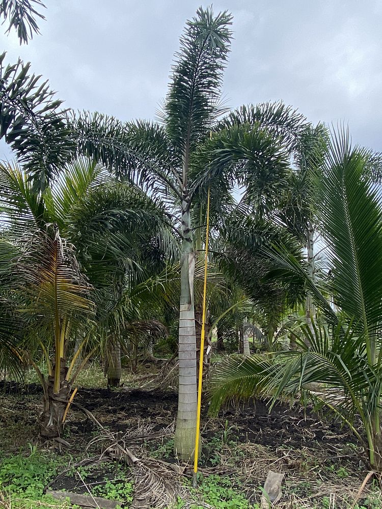 wodyetia-bifurcata-foxtail-palm