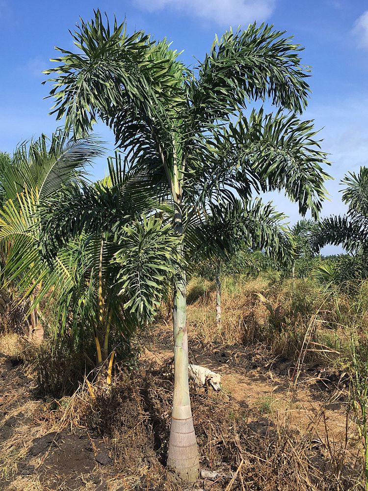 wodyetia-bifurcata-foxtail-palm
