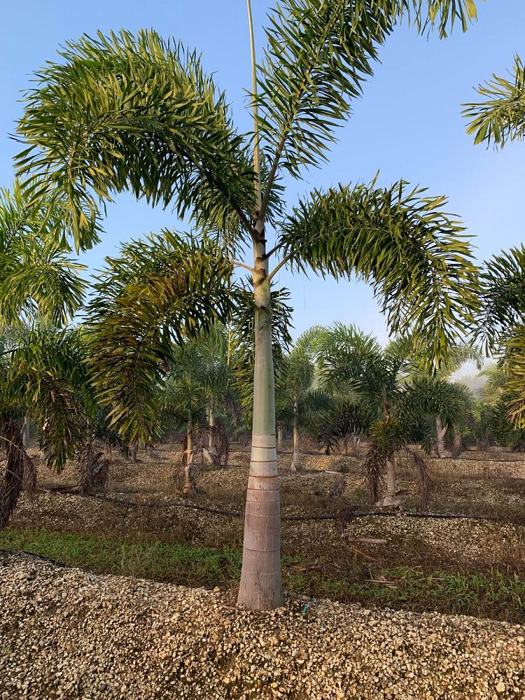 wodyetia-bifurcata-foxtail-palm