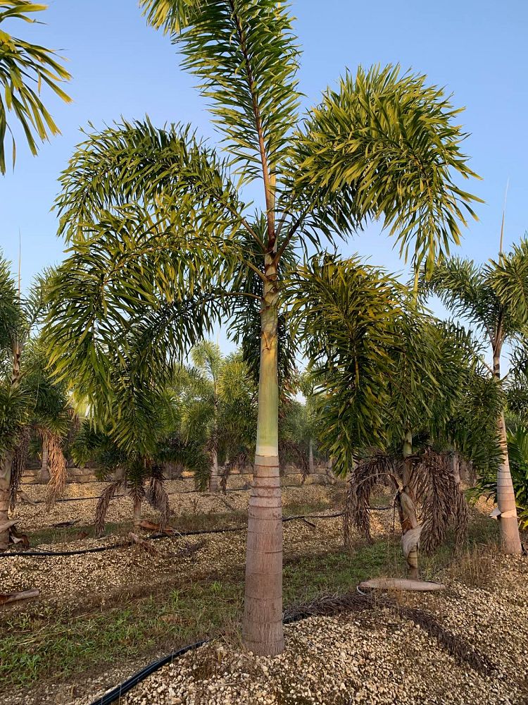 wodyetia-bifurcata-foxtail-palm