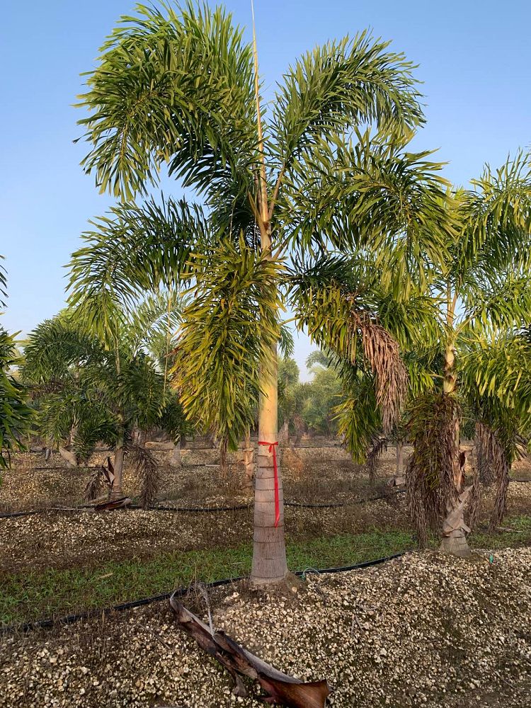 wodyetia-bifurcata-foxtail-palm