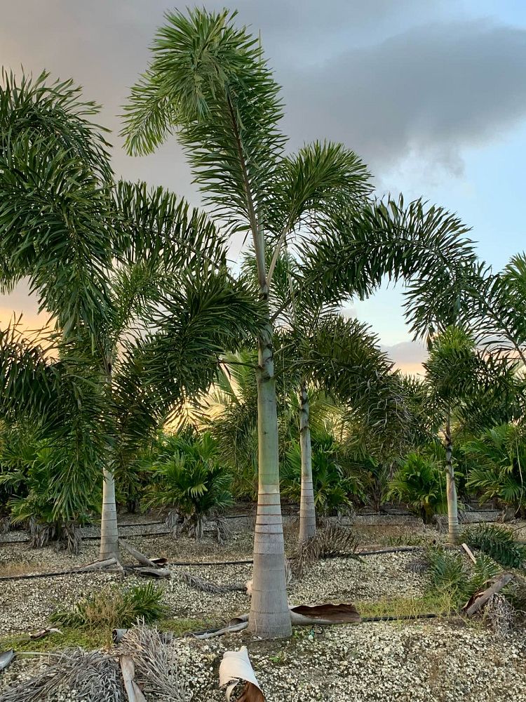 wodyetia-bifurcata-foxtail-palm