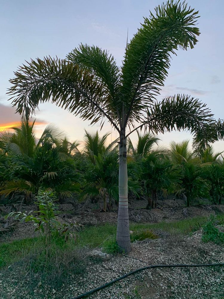 wodyetia-bifurcata-foxtail-palm