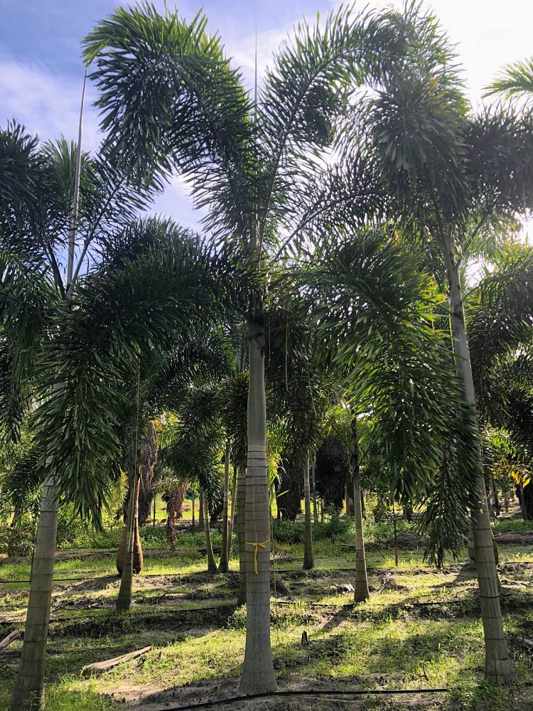 wodyetia-bifurcata-foxtail-palm