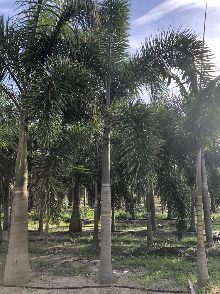 wodyetia-bifurcata-foxtail-palm