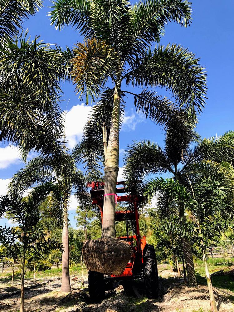 wodyetia-bifurcata-foxtail-palm