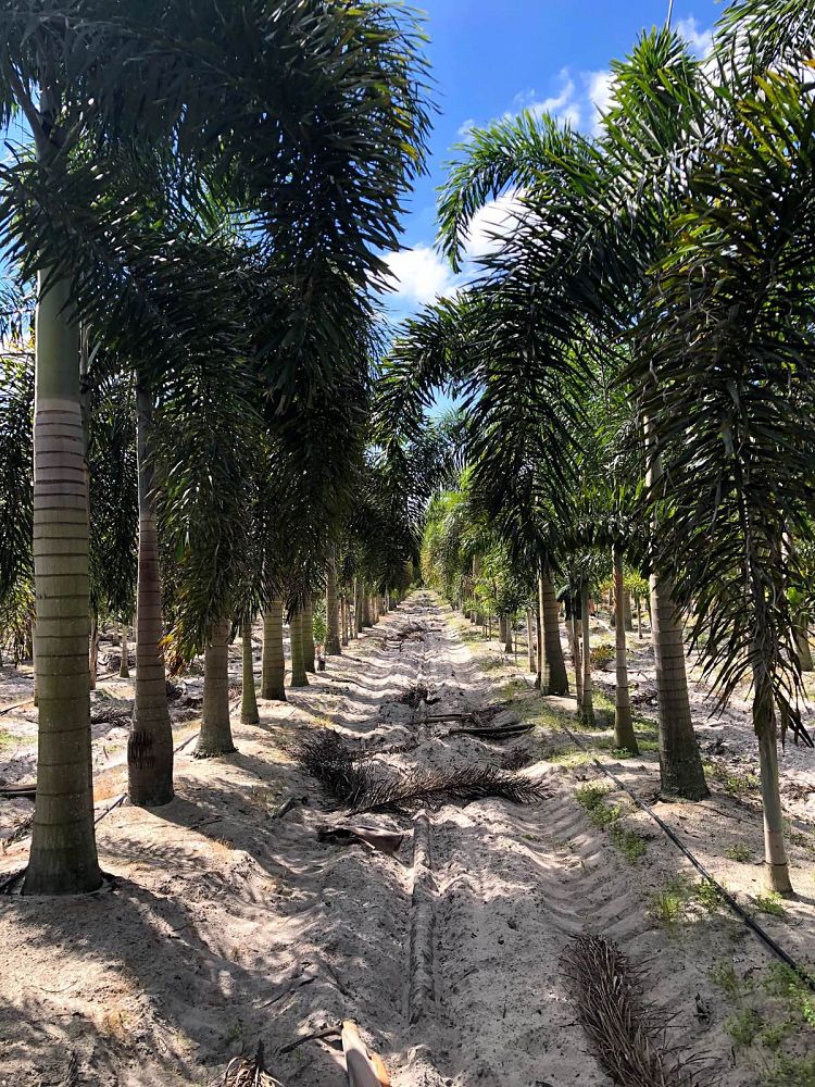 wodyetia-bifurcata-foxtail-palm