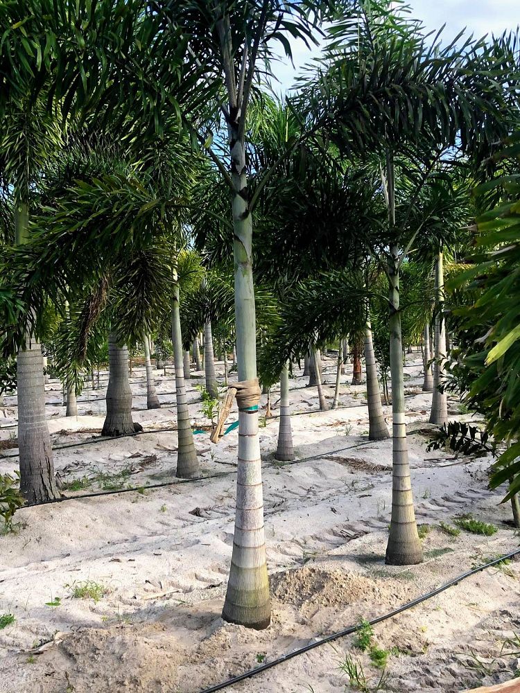 wodyetia-bifurcata-foxtail-palm