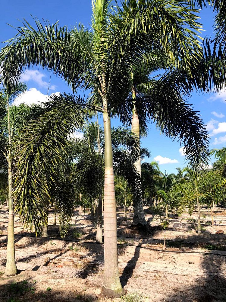 wodyetia-bifurcata-foxtail-palm