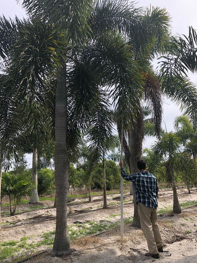 wodyetia-bifurcata-foxtail-palm
