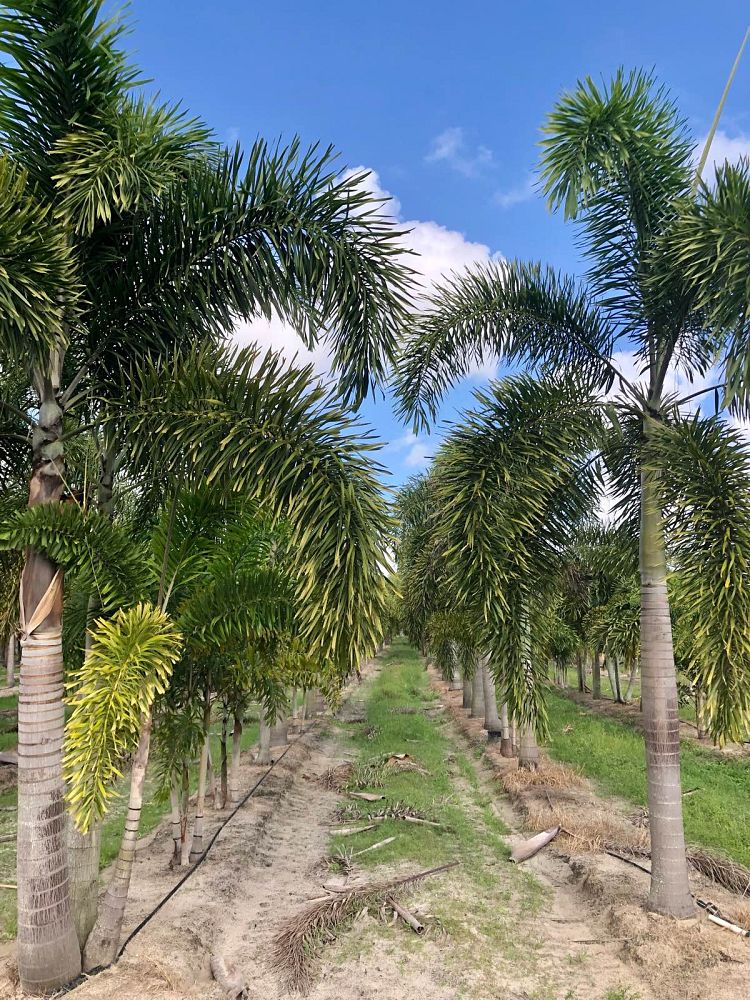 wodyetia-bifurcata-foxtail-palm