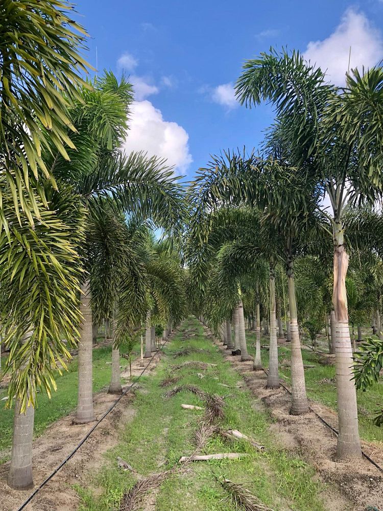 wodyetia-bifurcata-foxtail-palm
