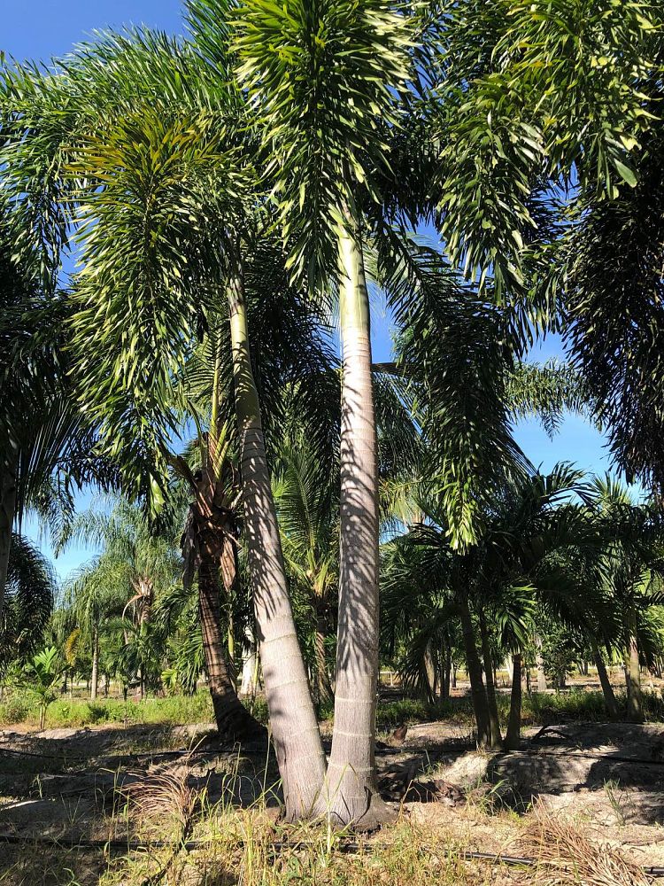 wodyetia-bifurcata-foxtail-palm