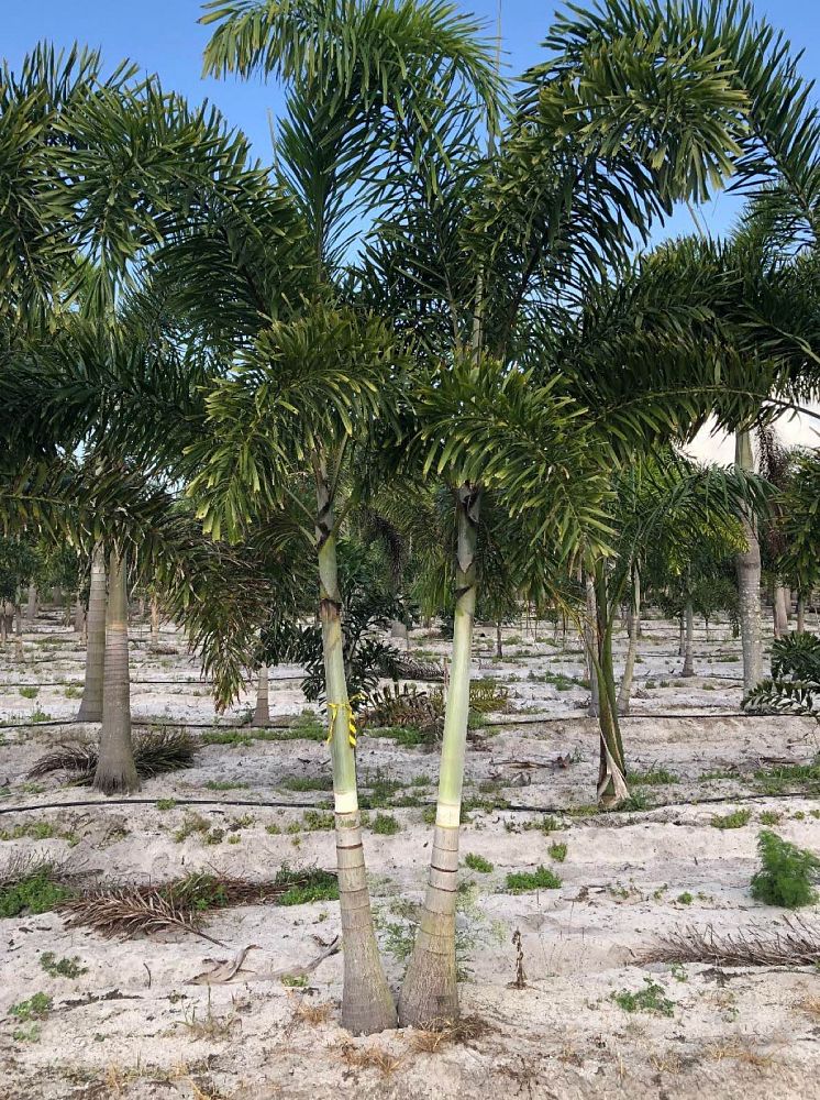 wodyetia-bifurcata-foxtail-palm