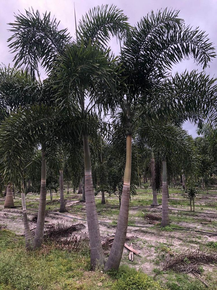 wodyetia-bifurcata-foxtail-palm